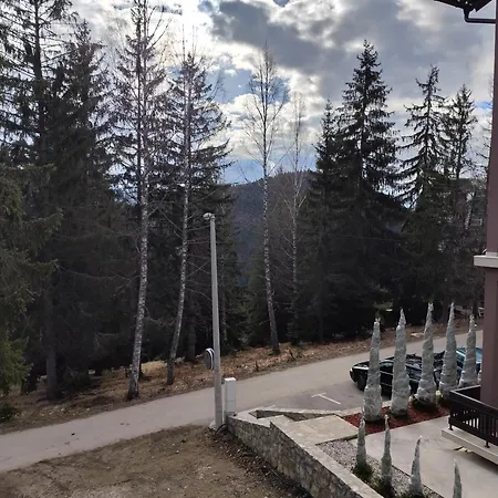 Plava Zlatar *