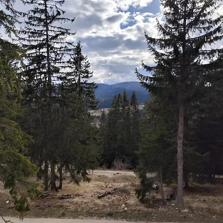 Plava Zlatar *