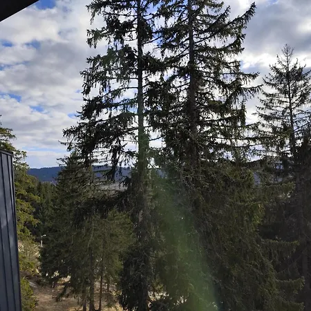 Plava Zlatar *